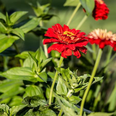 Atputas Vieta Braltirumi Purciems Luaran gambar