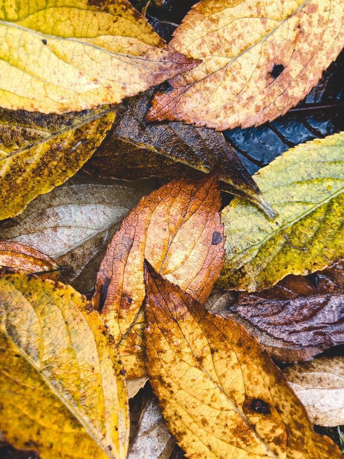 Atputas Vieta Braltirumi Purciems Luaran gambar