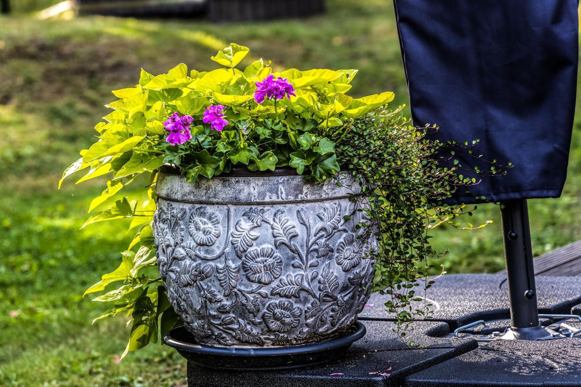 Atputas Vieta Braltirumi Purciems Luaran gambar