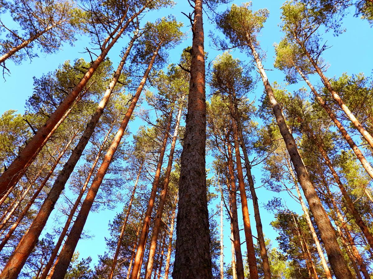 Atputas Vieta Braltirumi Purciems Luaran gambar